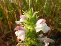 Bartsia trixago 30, Saxifraga-Rutger Barendse