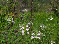Bartsia trixago 33, Saxifraga-Ed Stikvoort