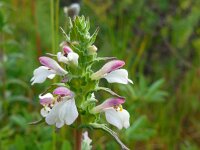 Bartsia trixago 34, Saxifraga-Ed Stikvoort