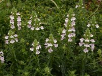 Bartsia trixago 37, Saxifraga-Harry Jans