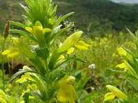 Bartsia trixago 39, Saxifraga-Hans Grotenhuis