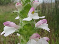 Bartsia trixago 4, Saxifraga-Rutger Barendse