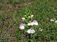 Bartsia trixago 40, Saxifraga-Hans Grotenhuis