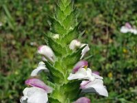 Bartsia trixago 41, Saxifraga-Hans Grotenhuis
