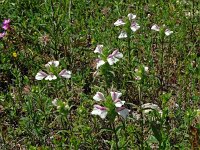 Bartsia trixago 42, Saxifraga-Hans Grotenhuis