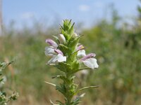 Bartsia trixago 44, Saxifraga-Michiel Drok