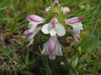 Bartsia trixago 9, Saxifraga-Kees Laarhoven : voorjaar 2010