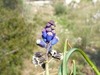Bellevalia dubia 2, Saxifraga-Jasenka Topic