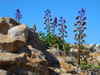 Bellevalia hackelii 10, Saxifraga-Ed Stikvoort