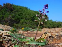 Bellevalia hackelii 11, Saxifraga-Ed Stikvoort