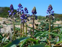 Bellevalia hackelii 12, Saxifraga-Ed Stikvoort