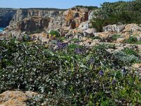 Bellevalia hackelii 13, Saxifraga-Ed Stikvoort