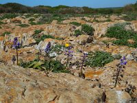 Bellevalia hackelii 14, Saxifraga-Ed Stikvoort