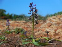 Bellevalia hackelii 15, Saxifraga-Ed Stikvoort
