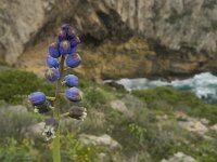 Bellevalia hackelii 2, Saxifraga-Jan van der Straaten