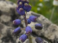 Bellevalia hackelii 3, Saxifraga-Willem van Kruijsbergen