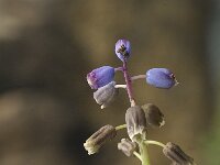 Bellevalia hackelii 4, Saxifraga-Jan van der Straaten