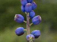Bellevalia hackelii 5, Saxifraga-Willem van Kruijsbergen