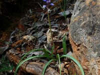 Bellevalia hackelii 6, Saxifraga-Ed Stikvoort