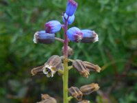 Bellevalia hackelii 7, Saxifraga-Ed Stikvoort