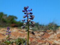 Bellevalia hackelii 8, Saxifraga-Ed Stikvoort