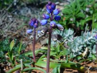 Bellevalia hackelii 9, Saxifraga-Ed Stikvoort