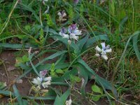 Bellevalia nivalis 2, Saxifraga-Ed Stikvoort