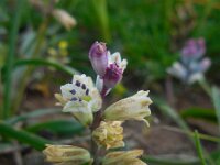 Bellevalia nivalis 3, Saxifraga-Ed Stikvoort