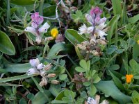 Bellevalia nivalis 4, Saxifraga-Ed Stikvoort