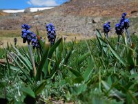 Bellevalia paradoxa 2, Saxifraga-Ed Stikvoort