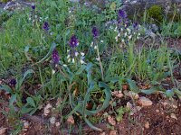 Bellevalia trifoliata 2, Saxifraga-Ed Stikvoort