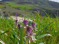 Bellevalia trifoliata 3, Saxifraga-Ed Stikvoort