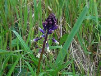 Bellevalia trifoliata 4, Saxifraga-Ed Stikvoort