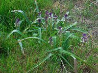 Bellevalia trifoliata 5, Saxifraga-Ed Stikvoort