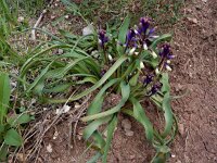 Bellevalia trifoliata 6, Saxifraga-Ed Stikvoort