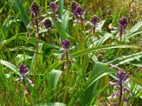 Bellevalia trifoliata 7, Saxifraga-Ed Stikvoort