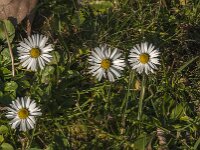 Bellis perennis 44, Madeliefje, Saxifraga-Jan van der Straaten