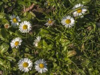 Bellis perennis 51, Madeliefje, Saxifraga-Jan van der Straaten