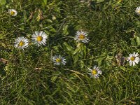 Bellis perennis 52, Madeliefje, Saxifraga-Jan van der Straaten