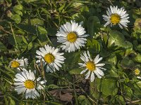 Bellis perennis 58, Madeliefje, Saxifraga-Jan van der Straaten