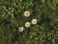 Bellis perennis 59, Madeliefje, Saxifraga-Jan van der Straaten