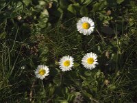Bellis perennis 62, Madeliefje, Saxifraga-Jan van der Straaten