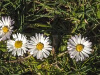 Bellis perennis 63, Madeliefje, Saxifraga-Jan van der Straaten