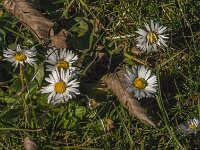 Bellis perennis 69, Madeliefje, Saxifraga-Jan van der Straaten