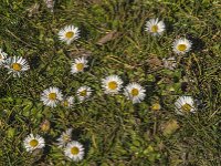 Bellis perennis 71, Madeliefje, Saxifraga-Jan van der Straaten