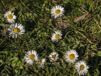 Bellis perennis 73, Madeliefje, Saxifraga-Jan van der Straaten