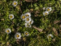 Bellis perennis 77, Madeliefje, Saxifraga-Jan van der Straaten
