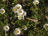 Bellis perennis 79, Madeliefje, Saxifraga-Jan van der Straaten