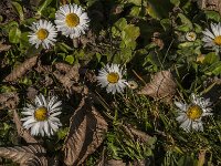 Bellis perennis 83, Madeliefje, Saxifraga-Jan van der Straaten