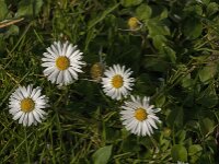 Bellis perennis 93, Madeliefje, Saxifraga-Jan van der Straaten